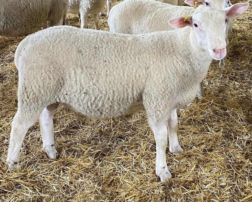 Dorper, Royal White - Ewes2